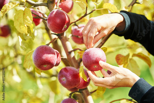Hands of female worker picking apples in orchard. seasonal fruits harvesting