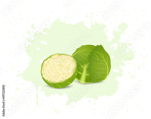 Brussels sprouts vegetable with half piece of sprout vector illustration