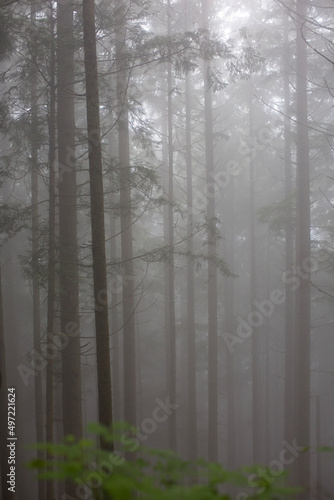 fog in the forest with pinetrees