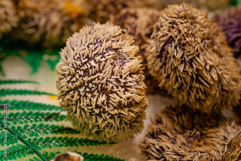 Fresh sea urchin (Paracentrotus lividus) with spikes in the municipal market of Vigo (Spain), selective focus. Fresh sea urchin (Paracentrotus lividus) with spikes in the municipal market of Vigo (Spain), selective focus.