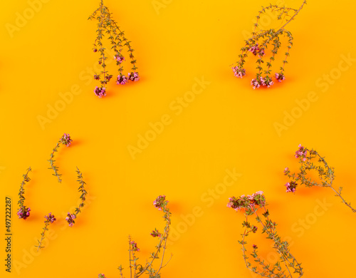 Farigola sobre fondo naranja, primaveral y colorido