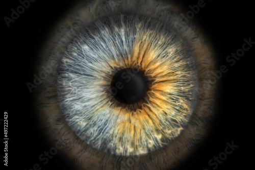 Close-up (macro photo) of the iris of a two-color eye, ideal for background or texture. photo