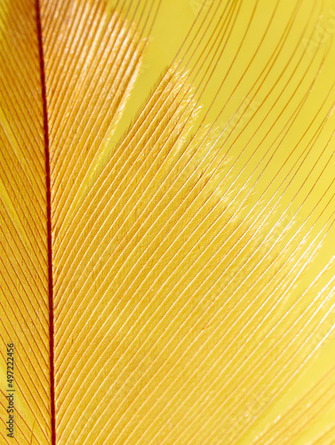 Close-up of a feather as a background.