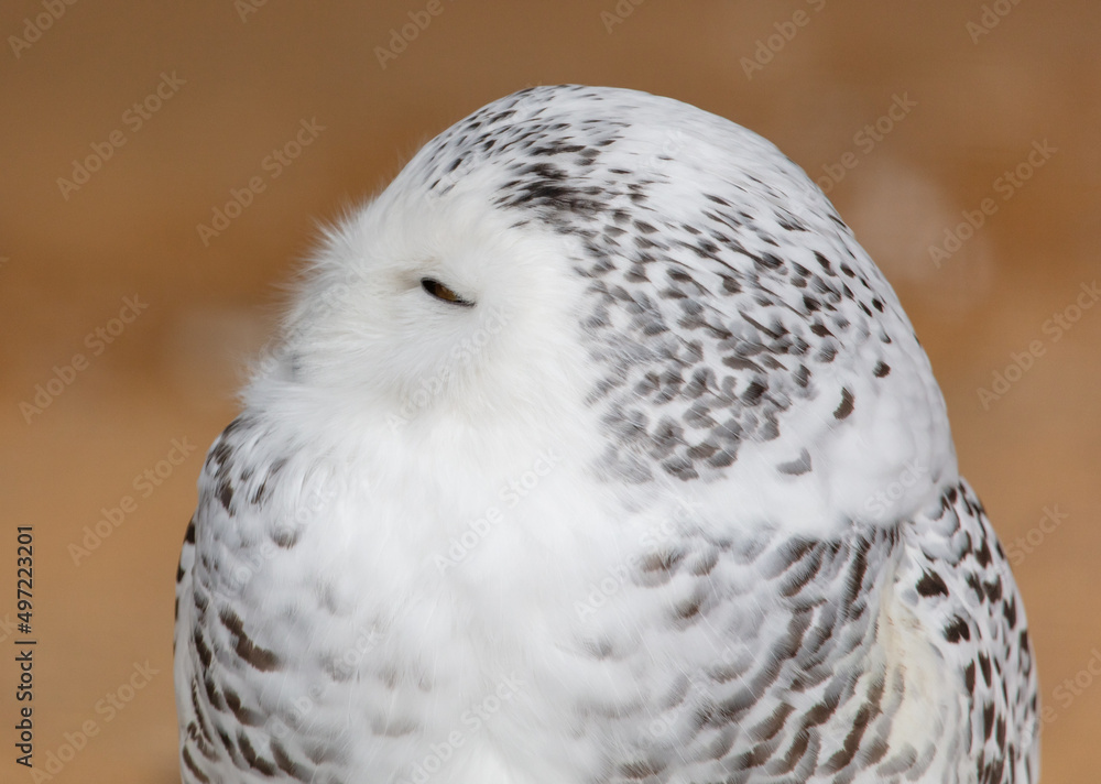 Obraz premium Portrait of a sleeping owl