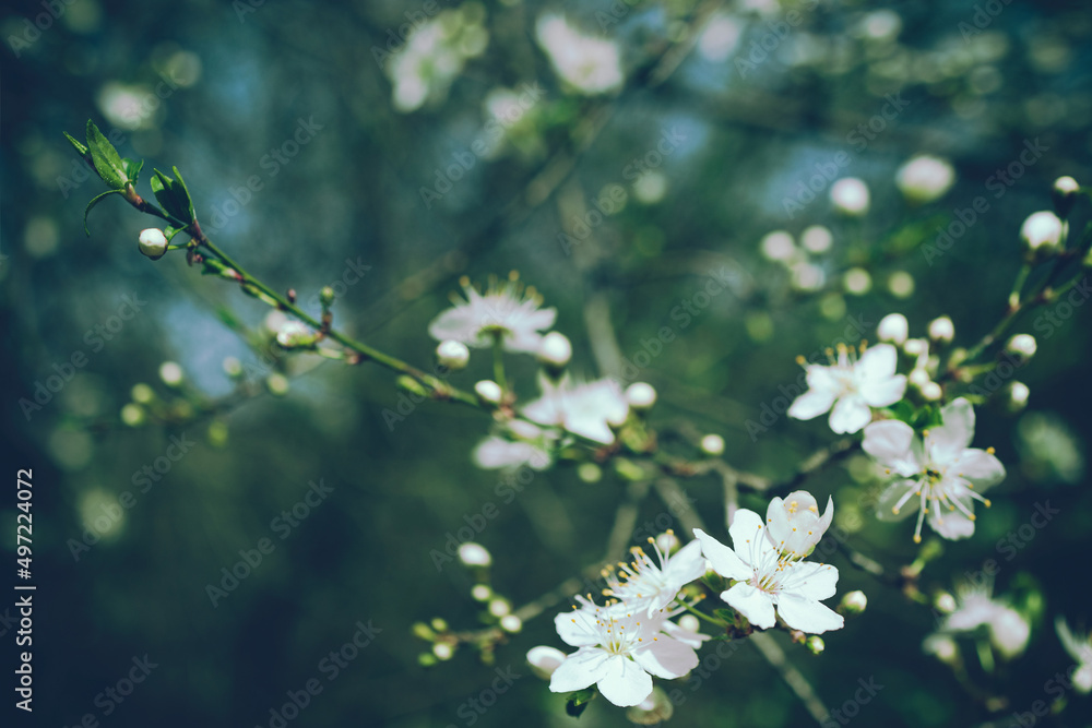 Bright flowering cherry tree branch with lot of white flowers on blurred deep green background with leaves and sky bokeh. Trendy moody floral nature spring blossom design copy space for text overlay. Bright flowering cherry tree branch with lot of white flowers on blurred deep green background with leaves and sky bokeh. Trendy moody floral nature spring blossom design copy space for text overlay.