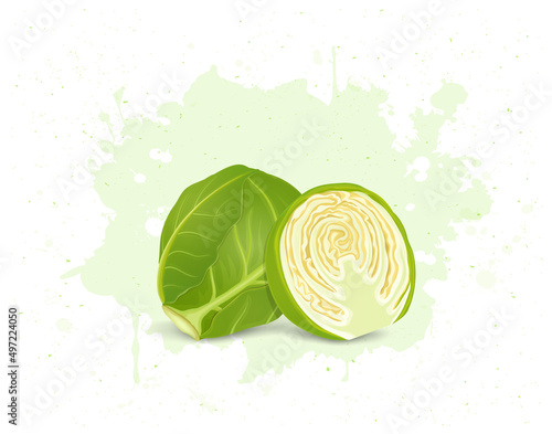 Brussels sprouts vegetable with half piece of sprout vector illustration