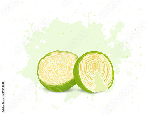 Half pieces of brussels sprouts vegetable vector illustration