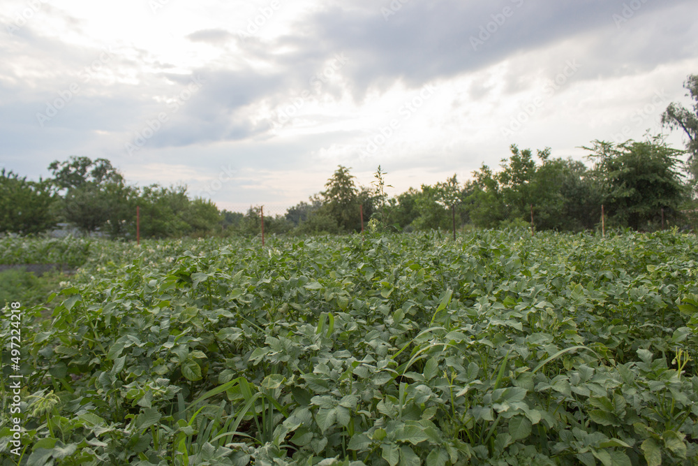 Potato plant. Ggreen leaves of young potato Plant. Potato field with green plantspotato plant. Potato plant. Ggreen leaves of young potato Plant. Potato field with green plantspotato plant.