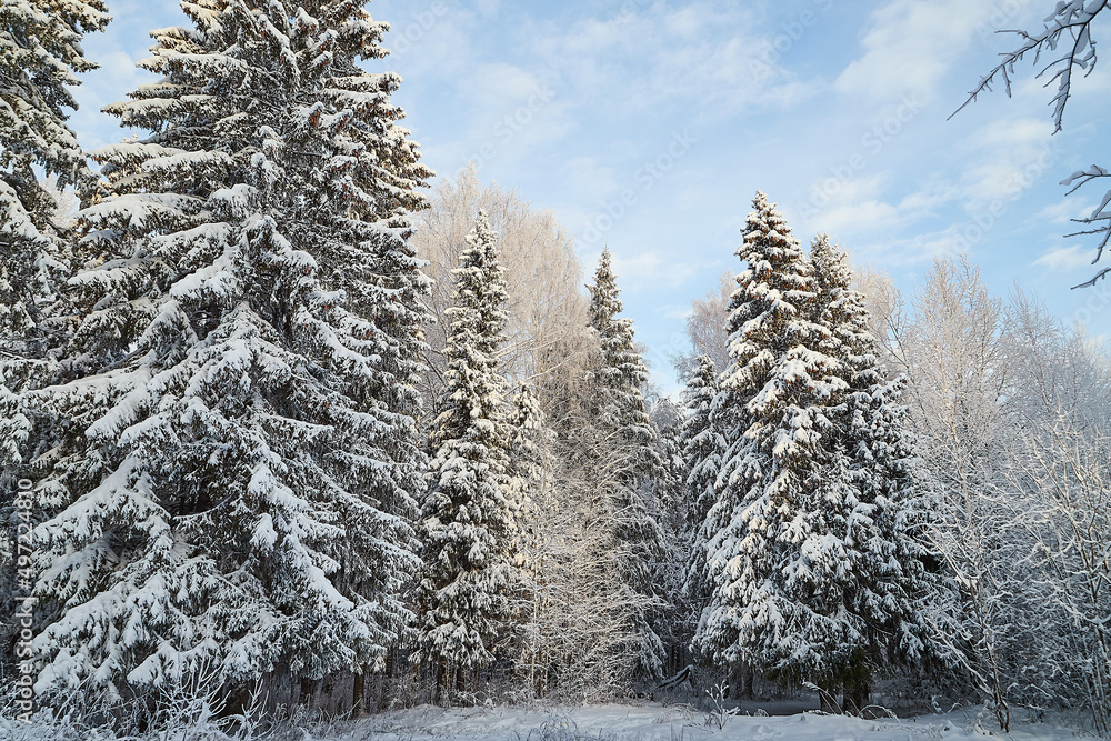 A snow-covered landscape of a winter forest with tree tops covered with frost and caps of snow