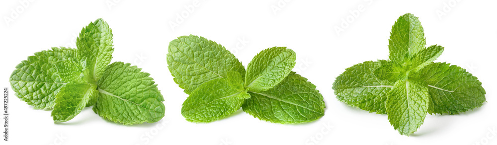 Obraz premium Mint leaves collection, isolated on white background