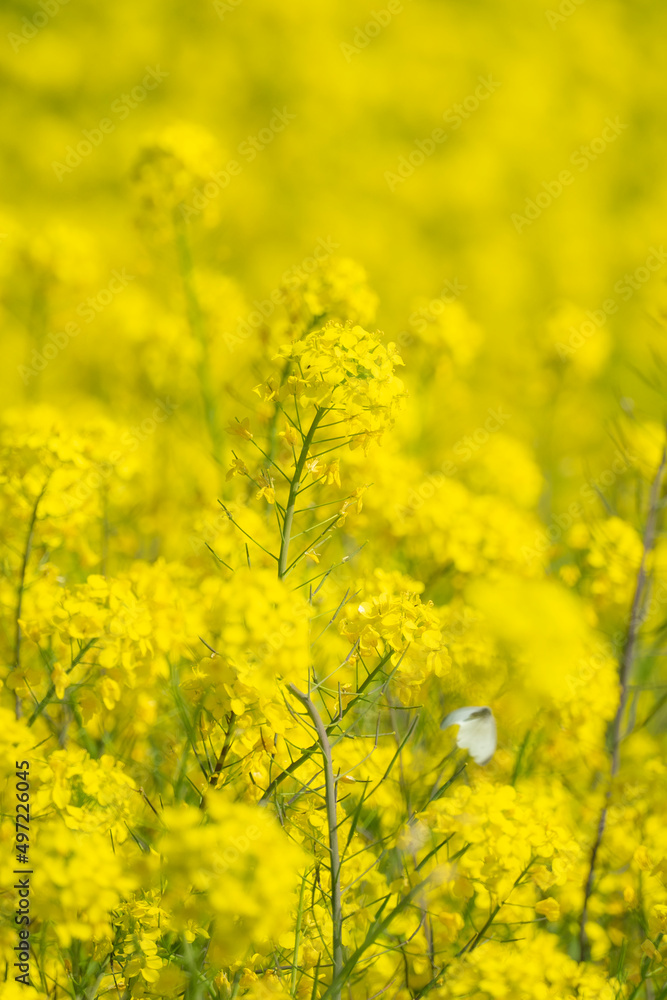 菜の花とモンシロチョウ