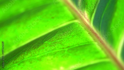Extreme texture of green leaf veins in close-up with blurring at the edges. Bright light. photo