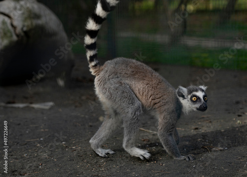 lemur in a cage in the park