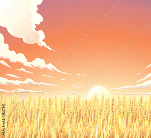 麦畑　夕暮れ　夕焼け