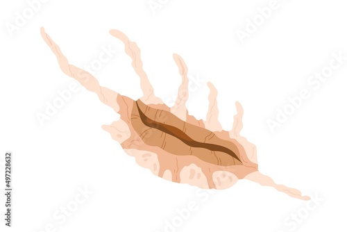Sea shell, Lambis Scorpius. Marine mollusc with limbs. Spider conch, scorpion seashell. Undersea underwater mollusk. Ocean under water shellfish. Flat vector illustration isolated on white background