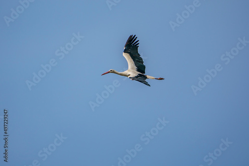 White Stork (Ciconia ciconia) with open wings in the sky