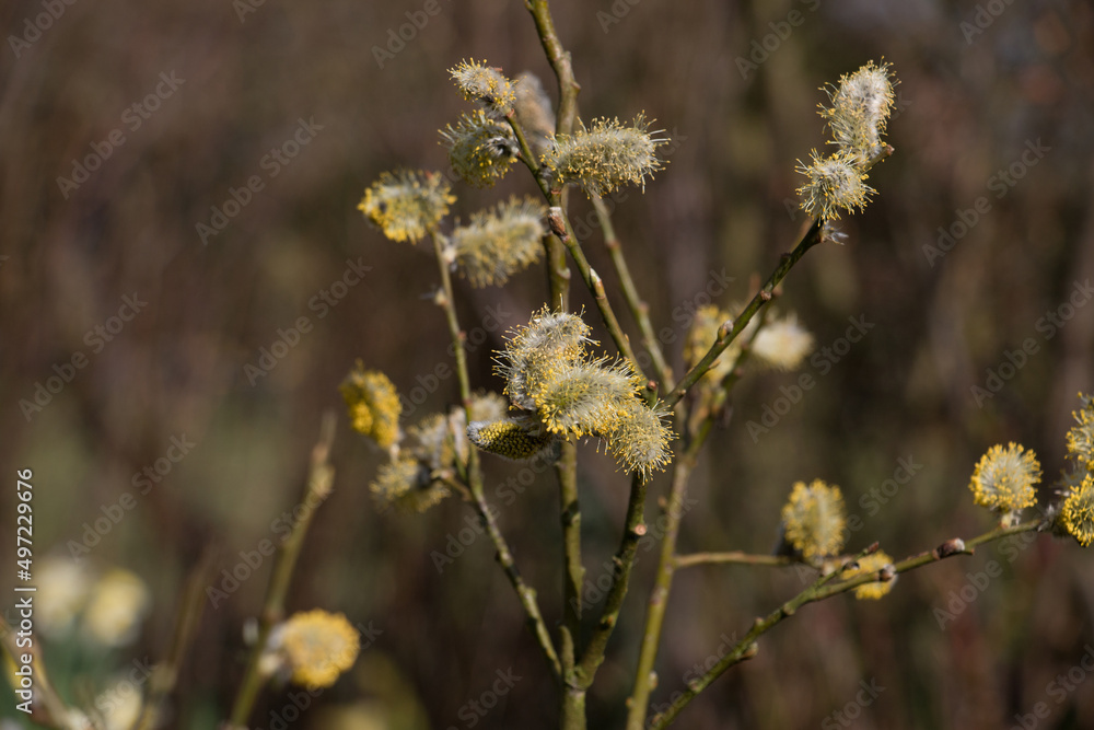 Goat willow, Salix caprea or pussy willow, male catkins blossoming in springtime Goat willow, Salix caprea or pussy willow, male catkins blossoming in springtime