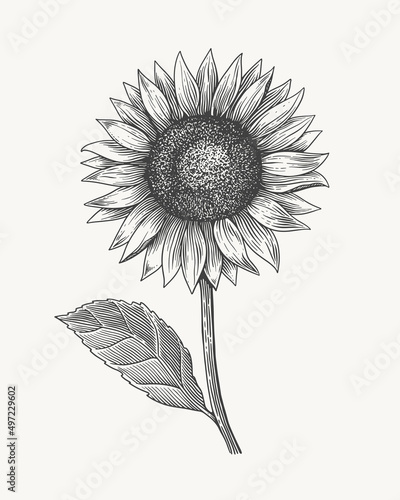 Hand-drawn sunflower inflorescence in engraving style. Vintage botanical image of a garden plant for a floral background. Vector illustration for shop design, packaging, postcards, books.