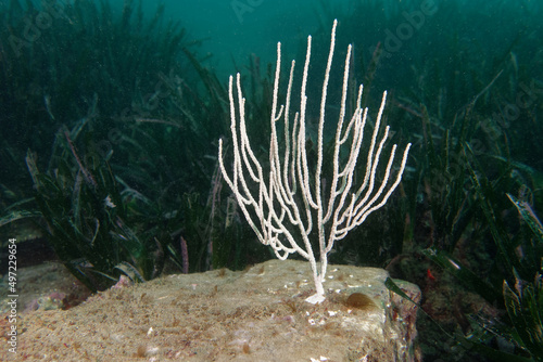 White gorgonian (Eunicella singularis) in Mediterranean Sea