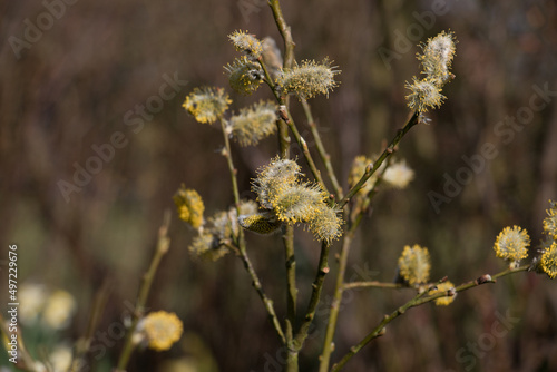 Goat willow, Salix caprea or pussy willow, male catkins blossoming in springtime