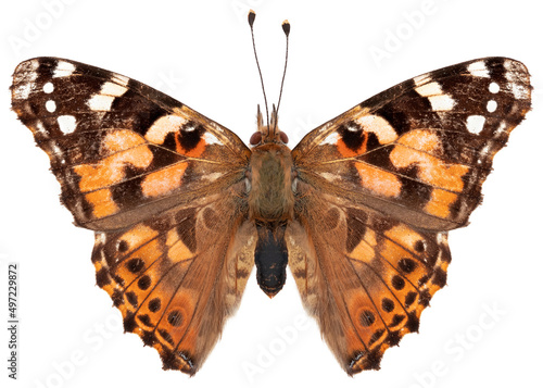 Vanessa cardui butterfly specimen photo