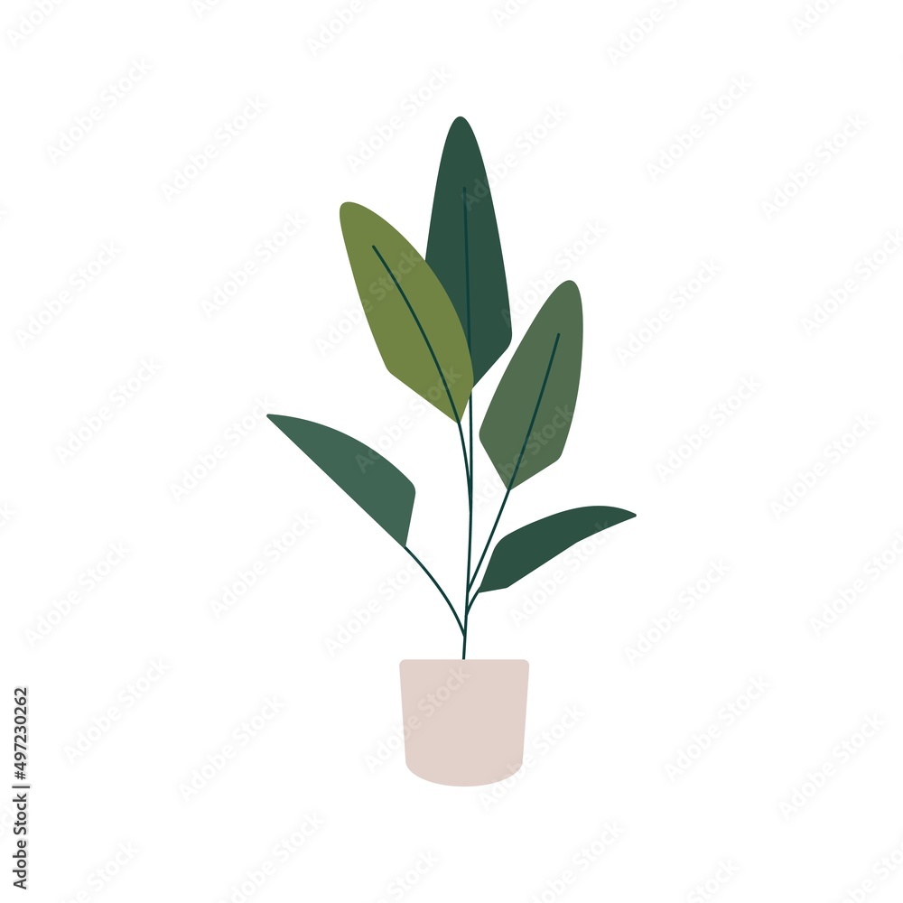 A modern houseplant strelitzia. Vector isolated on white A modern houseplant strelitzia. Vector isolated on white