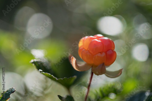 Close-up of cloudberry photo