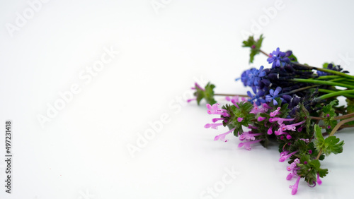 pink and purple  wildflowers on the white background