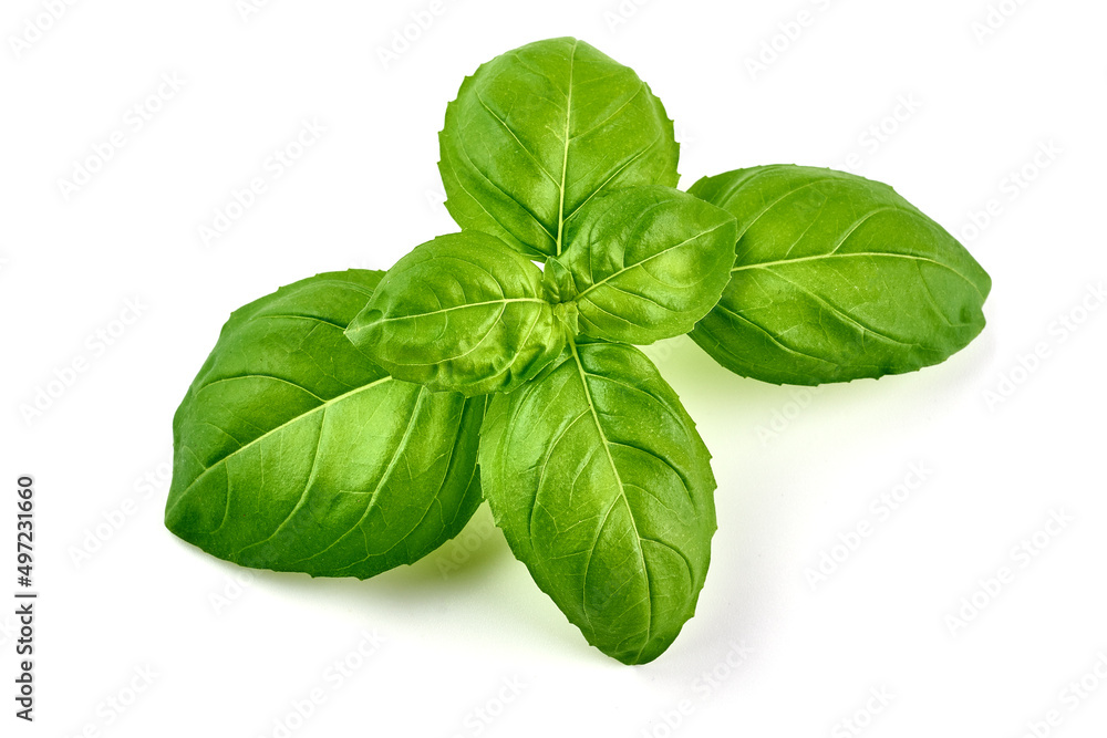Organic basil leaves, isolated on white background. Organic basil leaves, isolated on white background.