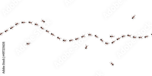 Brown worker ants trail line flat style design vector illustration isolated on white background. Top view of ants bug road trail marching in the line row. Pest control or insect searching concept.