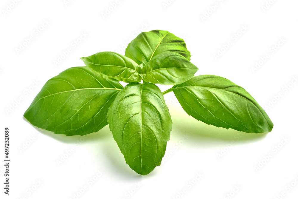 Basil leaves, isolated on white background. Basil leaves, isolated on white background.