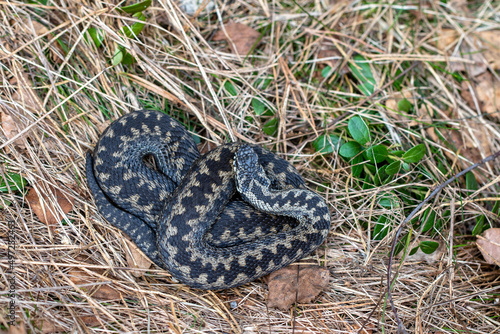 Common European adder Vipera berus m- male viper resting in old grass