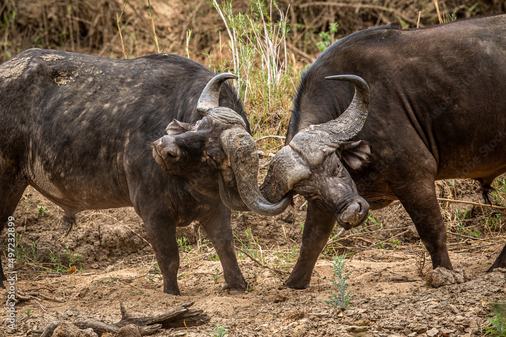 Two African buffalo bulls fighting. Two African buffalo bulls fighting.