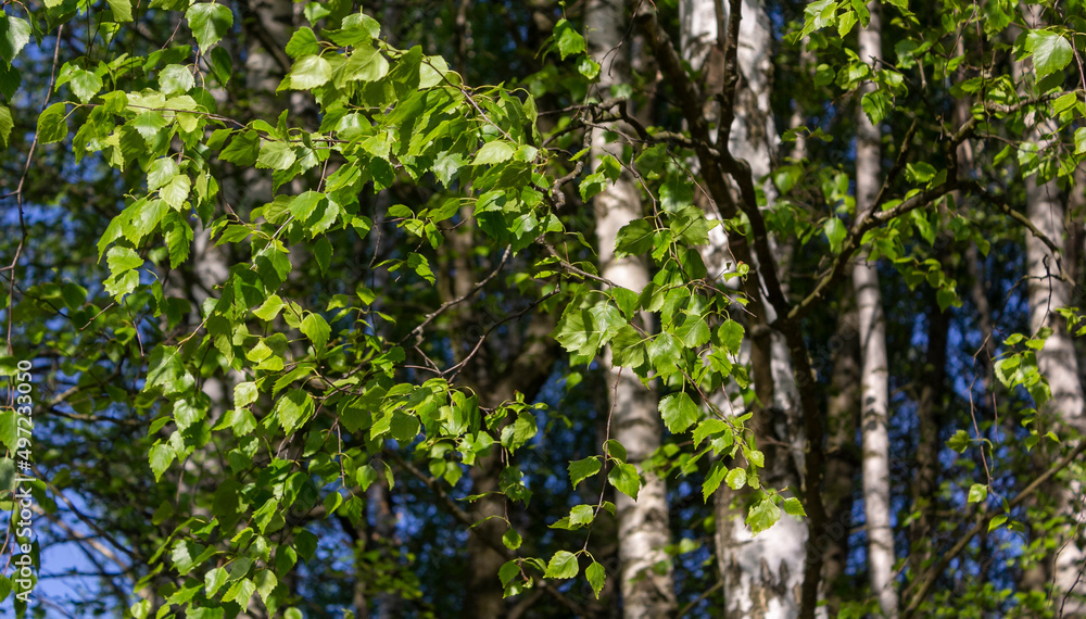 background of birch forest trees green spring background of birch forest trees green spring