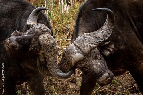 Two African buffalo bulls fighting.