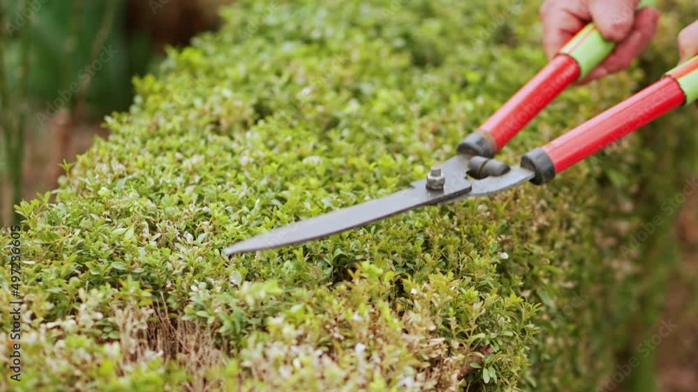 man cuts bushes in the garden with large pruner. man cuts bushes in the garden with large pruner.