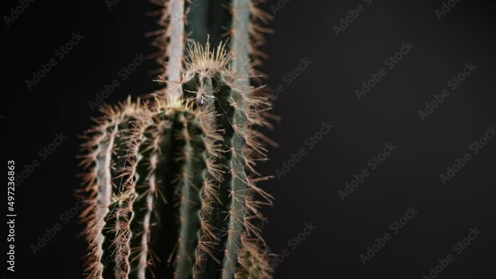 Close-up cactus circles on a dark background. Macro shot. Close-up cactus circles on a dark background. Macro shot.