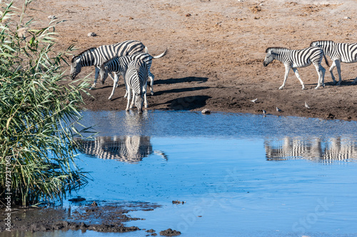 A Burchell s Plains zebra -Equus quagga burchelli- drinking from a waterhole in Etosha National Park  Namibia.