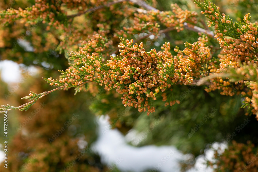 Close-up of spring bright leaves Japanese Sugi pine Cryptomeria Japonica or Cupressus japonica. Japanese cedar or redwood grows in Arboretum Park Southern Cultures in Sirius Adler . Close-up of spring bright leaves Japanese Sugi pine Cryptomeria Japonica or Cupressus japonica. Japanese cedar or redwood grows in Arboretum Park Southern Cultures in Sirius Adler .