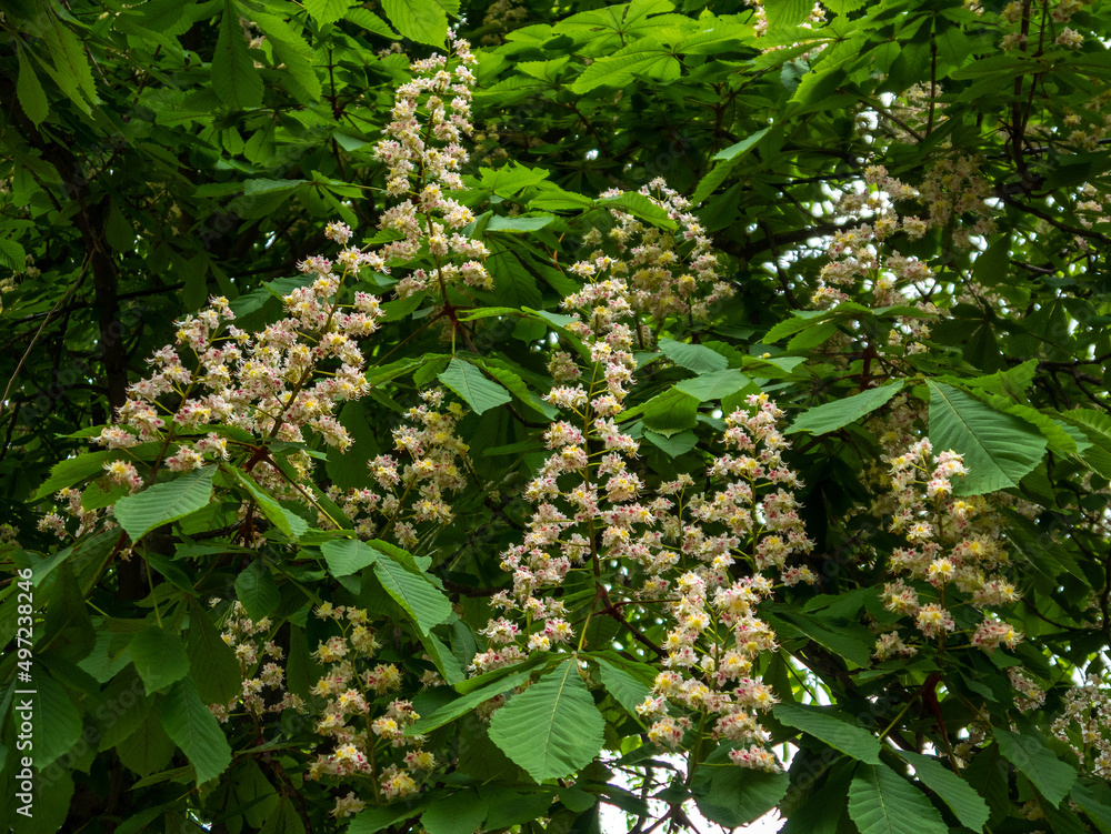 Close-up of a branch with white blossoming acacia flowers. Close-up of a branch with white blossoming acacia flowers.