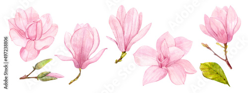 Clip art Magnolia. Pink spring flowers painted in watercolor. Separate elements for the design of holidays.