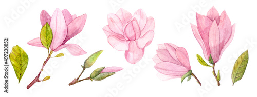 Magnolia. Watercolor clip art. Spring pink flowers. Separate elements for the design of holidays.