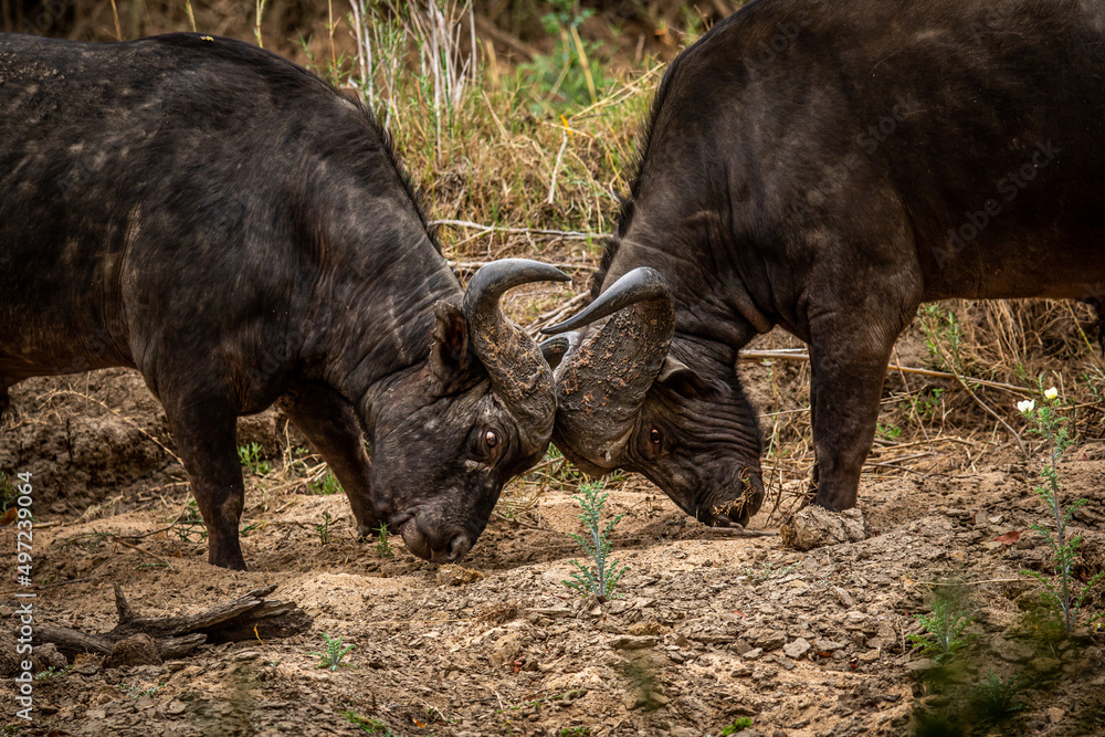 Two African buffalo bulls fighting.