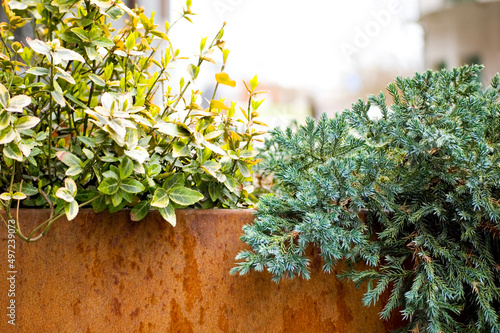 Green plants in corten flower pot close up.