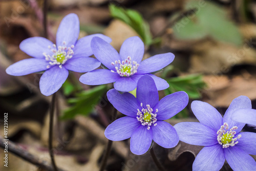 Violet liverwort flowers in the forest close up. Spring blooming flowers sprouted from autumn dry leaves. Blossoming flowers in european forest. Violet Hepatica nobilis, Anemone hepatica or Liverleaf