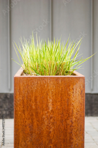 Green grass in corten flower pot close up.