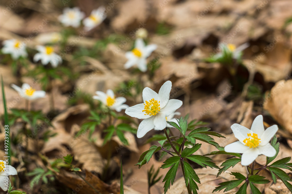 Wild anemone flowers in the forest. White spring flower Anemone nemorosa bloom close up. Early spring in european forest. Wild anemone flowers in the forest. White spring flower Anemone nemorosa bloom close up. Early spring in european forest.
