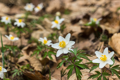 Wild anemone flowers in the forest. White spring flower Anemone nemorosa bloom close up. Early spring in european forest.