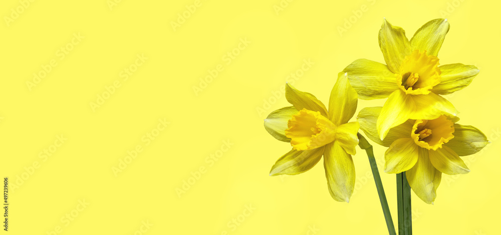 Fototapeta premium Spring flower daffodils or narcissus blooming on yellow background.