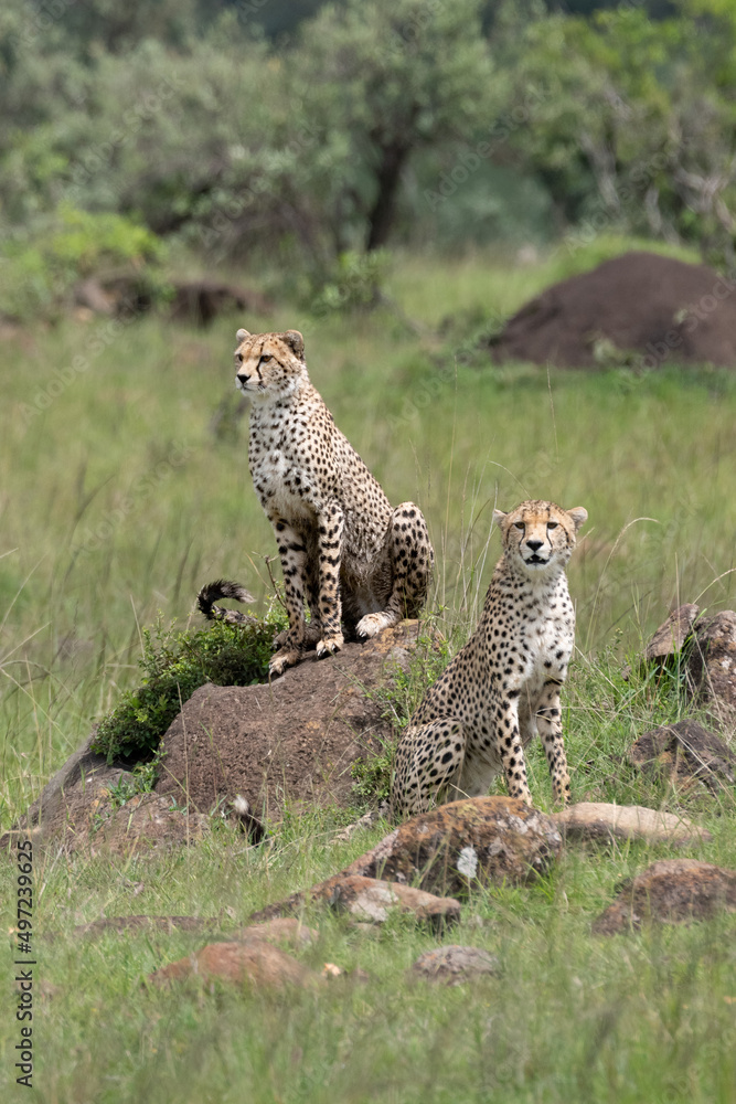 cheetah on a mound and its young cheetah on a mound and its young